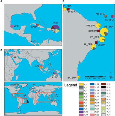Low Diversity and Strong Genetic Structure Between Feeding and Nesting Areas in Brazil for the Critically Endangered Hawksbill Sea Turtle